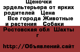 Щеночки эрдельтерьера от ярких родителей › Цена ­ 25 000 - Все города Животные и растения » Собаки   . Ростовская обл.,Шахты г.